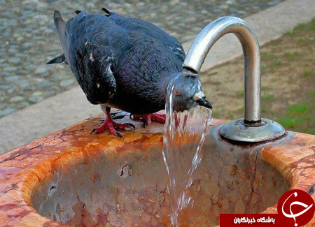 کانال گردی؛