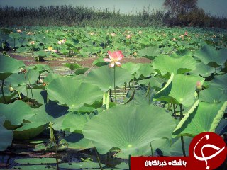 تصویری زیبا و دلنشین از یک مرداب