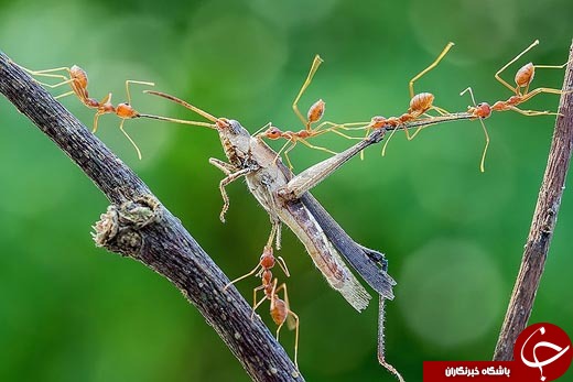 10 عکس دیدنی از حیات وحش