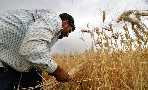 برداشت ‌۱۱۰ هزار تن جو از مزارع آذربایجان غربی