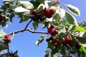 آغاز "برداشت گیلاس" در اشنویه