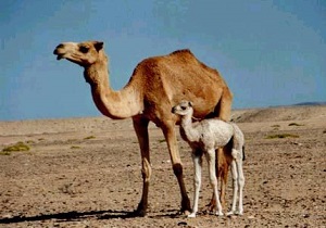 شناسنامه دار شدن شتر ها