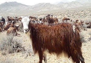 بز ندوشن، نژاد شاخص کشور