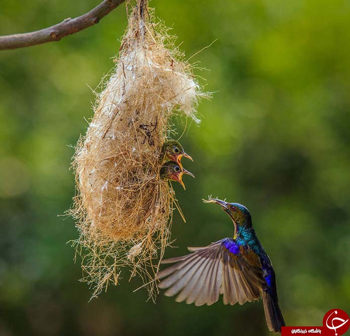 نگاهی به عشق ومهرورزی مادرانه دردنیای پرندگان +تصاویر