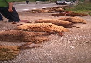 تلف شدن 13 راس دام در سانحه جاده ای