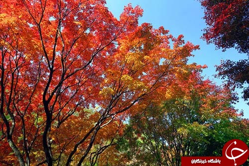 نقاشی وعشق بازی طبیعت با رنگها