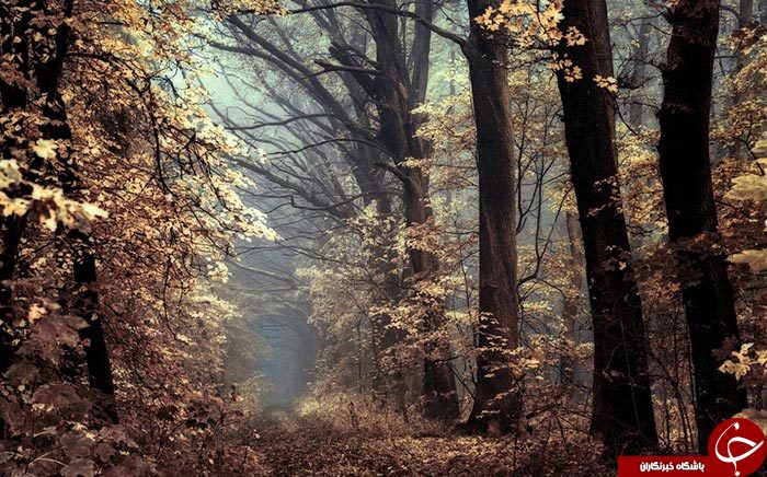 طنازی وخودنمایی رنگها درآغوش طبیعت+تصاویر