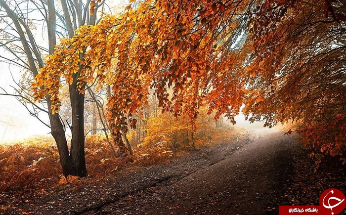طنازی وخودنمایی رنگها درآغوش طبیعت+تصاویر