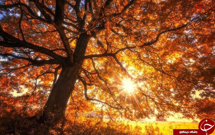 طنازی وخودنمایی رنگها درآغوش طبیعت+تصاویر