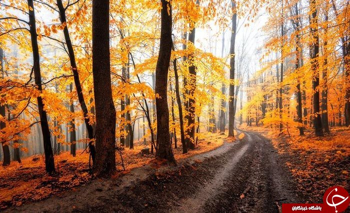 طنازی وخودنمایی رنگها درآغوش طبیعت+تصاویر