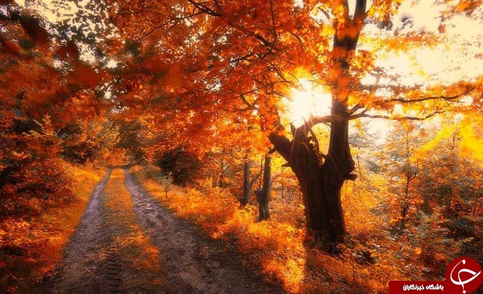 طنازی وخودنمایی رنگها درآغوش طبیعت+تصاویر