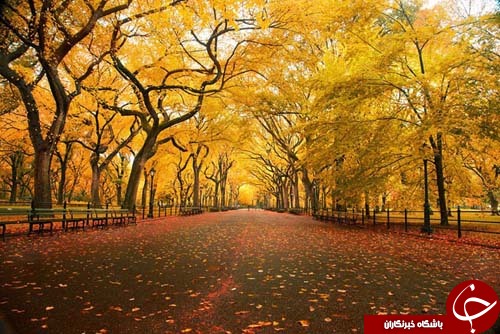 طنازی وخودنمایی رنگها درآغوش طبیعت+تصاویر