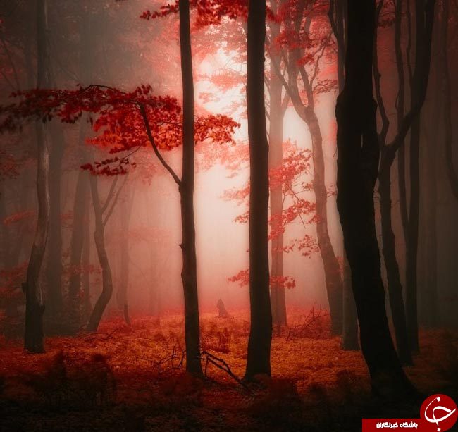 طنازی وخودنمایی رنگها درآغوش طبیعت+تصاویر