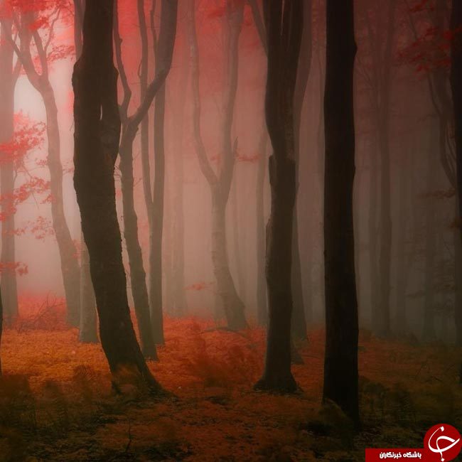 طنازی وخودنمایی رنگها درآغوش طبیعت+تصاویر