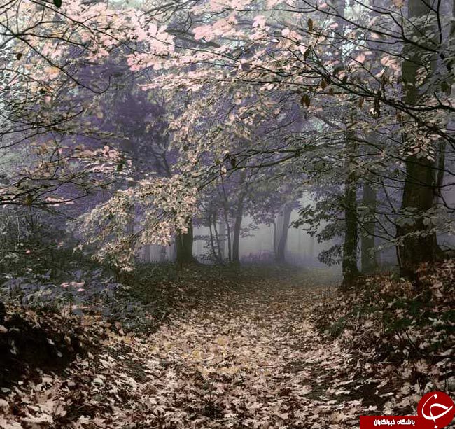 طنازی وخودنمایی رنگها درآغوش طبیعت+تصاویر