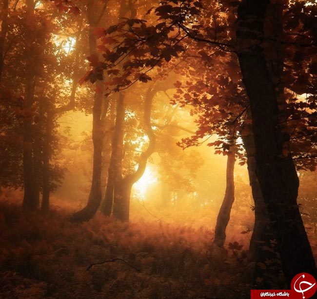 طنازی وخودنمایی رنگها درآغوش طبیعت+تصاویر