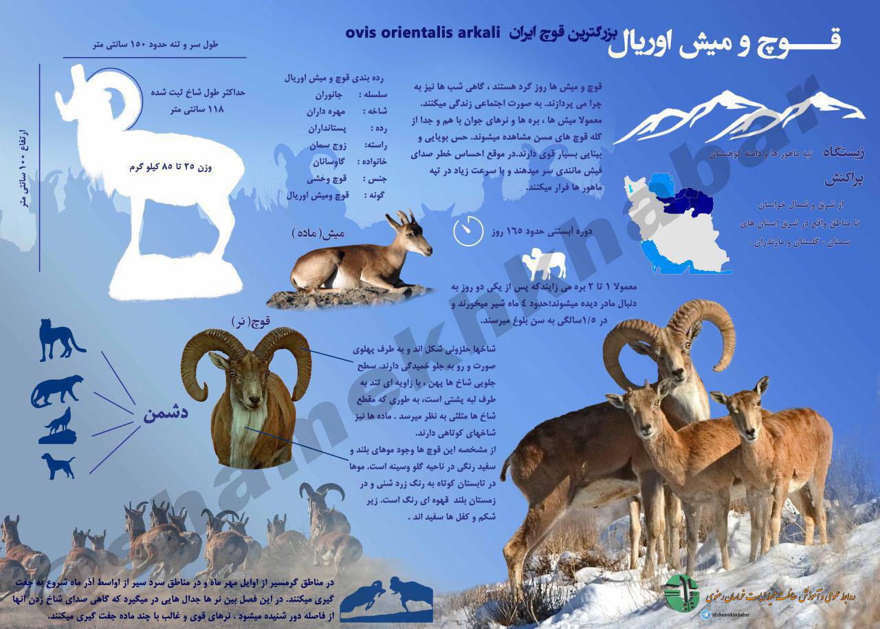 نجات دو رأس بره آهو از مرگ توسط چوپانان محلی