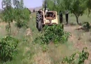 نسل کشی درختان در روستای نقاب + فیلم