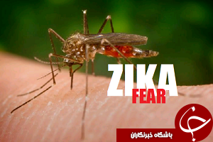 اسلوونی اولین قربانی زیکا پیش از المپیک