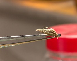 خوشه گیاه در ریه نوزاد شش ماهه گلستانی + فیلم و تصاویر