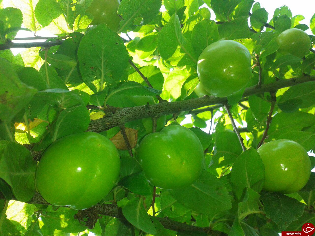تصاویزی زیبا از درختان گوجه سبز