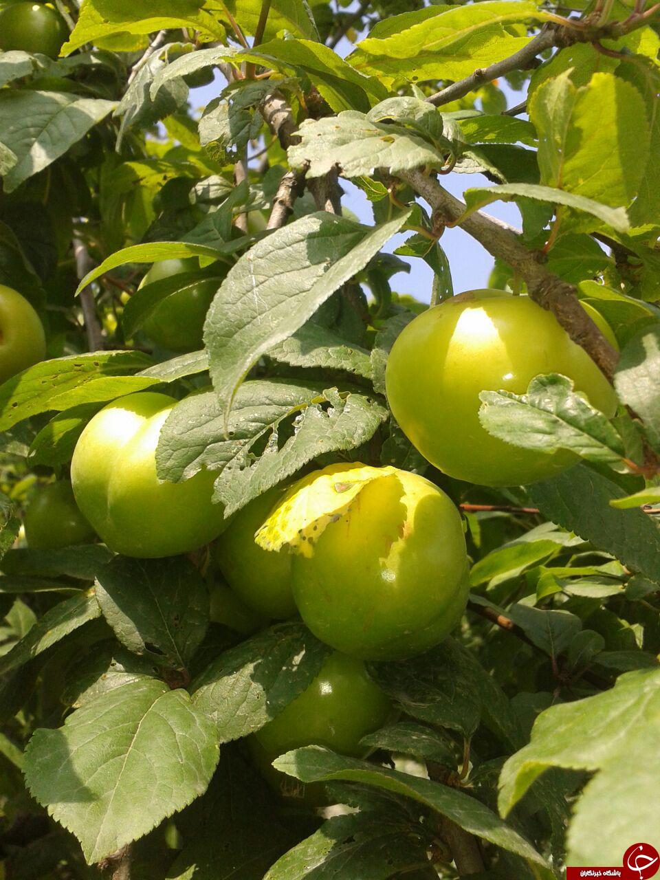 تصاویزی زیبا از درختان گوجه سبز