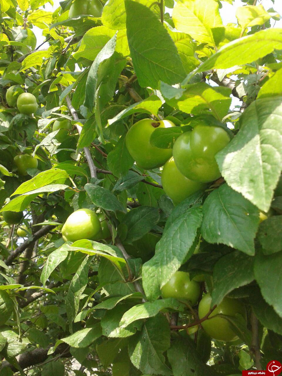 تصاویزی زیبا از درختان گوجه سبز