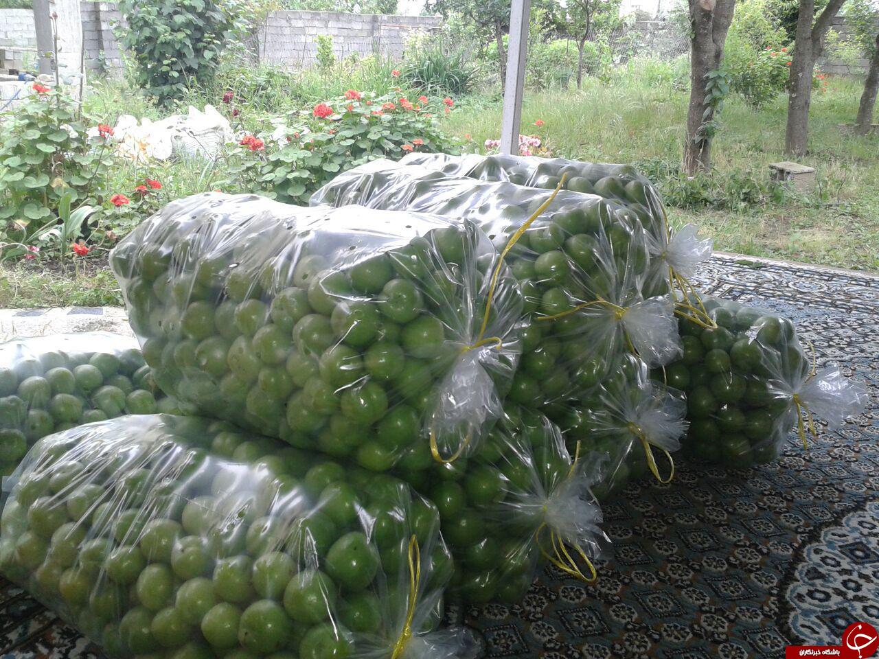 تصاویزی زیبا از درختان گوجه سبز