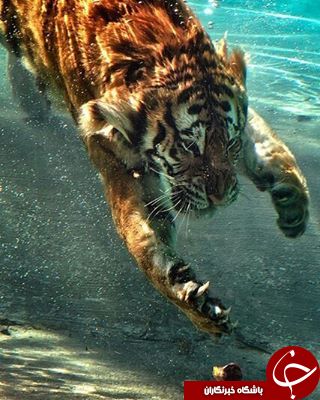 حیوانات از نگاه دوربین نشنال جئوگرافی +13 عکس