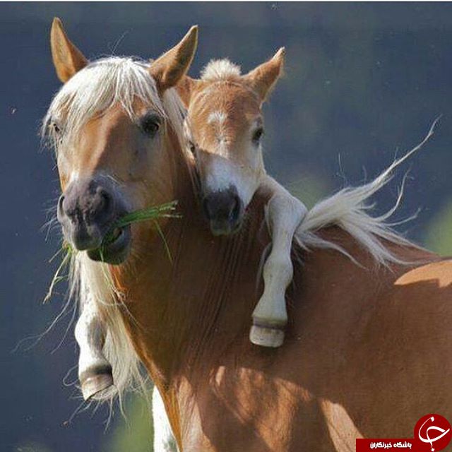 وقتی حیوانات احساساتی می شوند