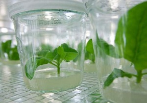 آنچه درباره ژن و تراریختی باید دانست