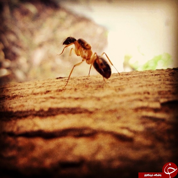 حشرات از نگاه دوربین نشنال جئوگرافی