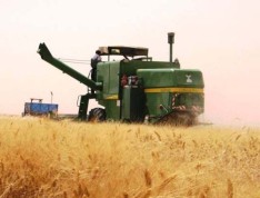تحویل بیش از 881 هزار تن گندم به مراکز خرید تضمینی در گلستان