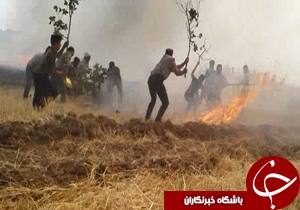 شهروندخبرنگار :1500 هکتار از مزارع گندم کوهدشت سوخت + فیلم
