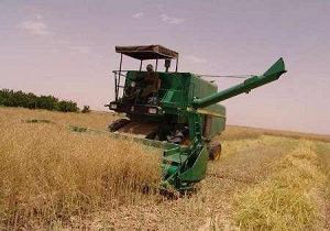 آغاز برداشت گندم از مزارع شهرستان ابرکوه
