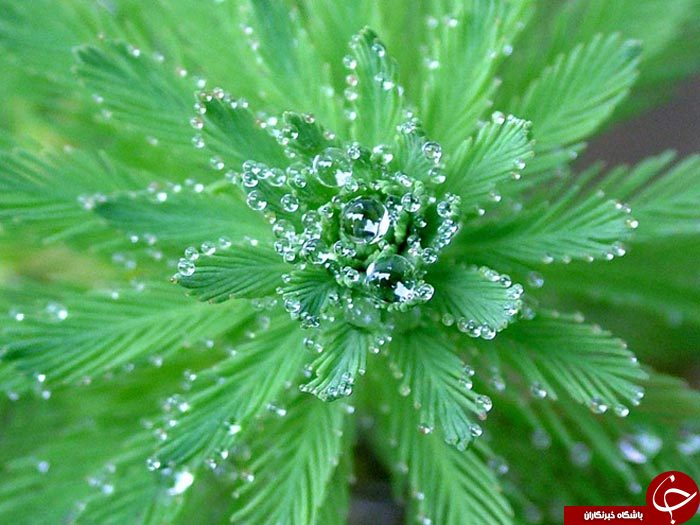 طبیعت سوژه داغ عکاسی ماکرو
