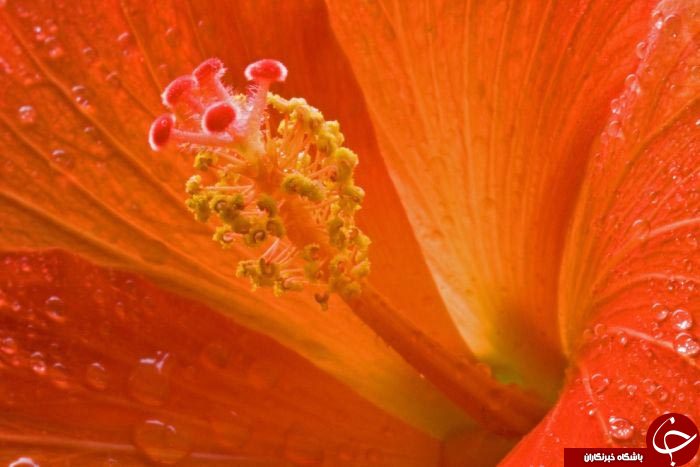 طبیعت سوژه داغ عکاسی ماکرو