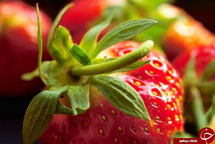 طبیعت سوژه داغ عکاسی ماکرو