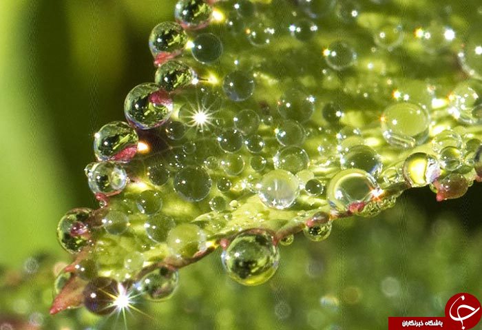 طبیعت سوژه داغ عکاسی ماکرو