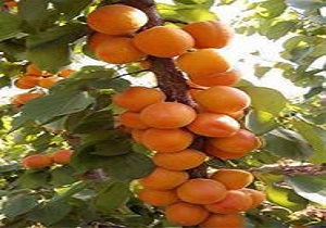 کاهش 30 درصدی برداشت زردآلو در خاتم