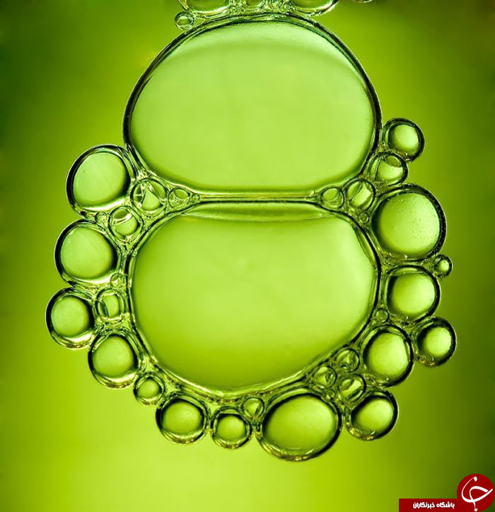 طبیعت ازدریچه دوربین عکاسی ماکرو