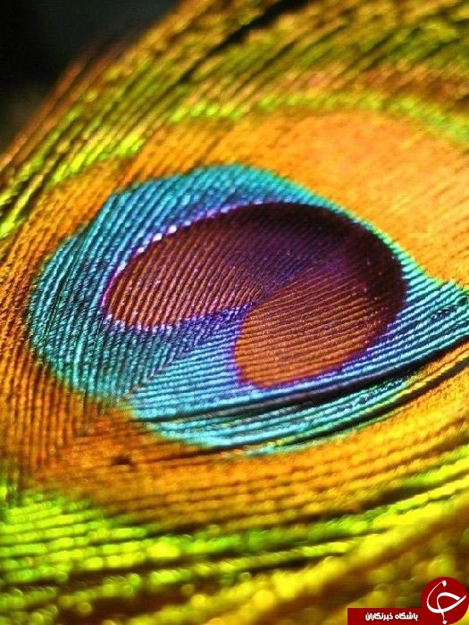 طبیعت ازدریچه دوربین عکاسی ماکرو