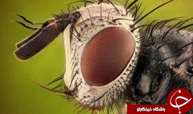 طبیعت ازدریچه دوربین عکاسی ماکرو