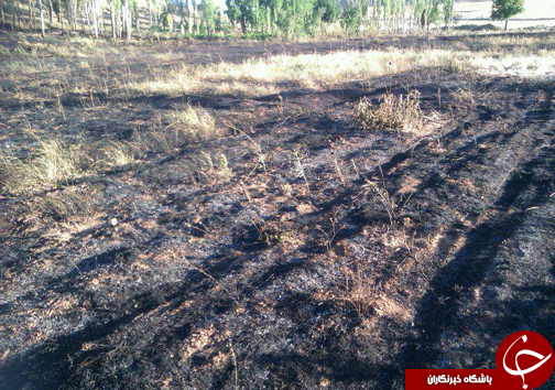 آتش سوزی در باغات ميوه روستای هرچگان+ تصاویر