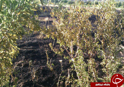 آتش سوزی در باغات ميوه روستای هرچگان+ تصاویر