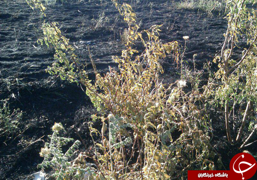 آتش سوزی در باغات ميوه روستای هرچگان+ تصاویر