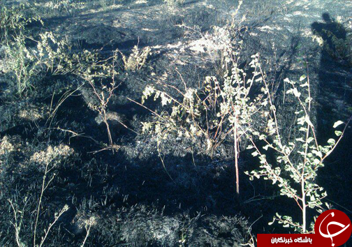 آتش سوزی در باغات ميوه روستای هرچگان+ تصاویر