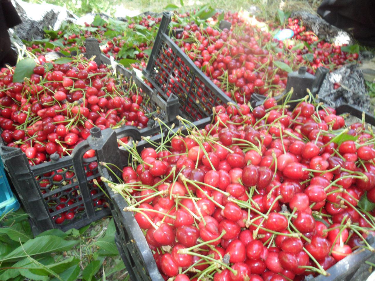 برداشت میوه های تابستانی در نهاوند