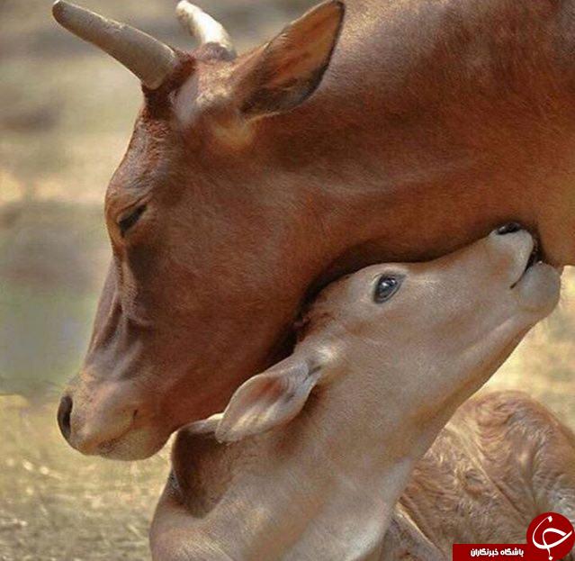 دیدنی های شگفت انگیز دنیا ازلنزدوربین نشنال جئوگرافی+13 عکس