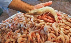 پرورش میگو در چابهار